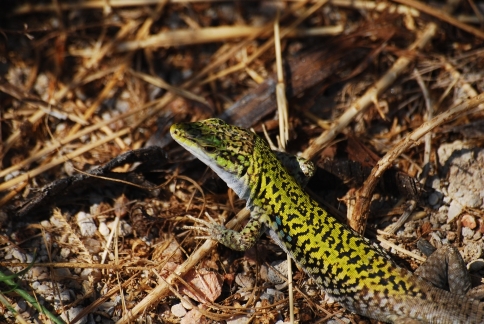 Lucertola campestre (Capraia)